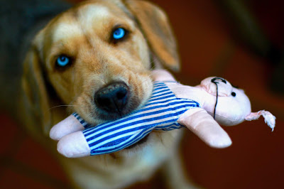 alt="perro de ayuda devolviendo un juguete"