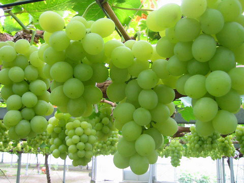 grapes.jpg