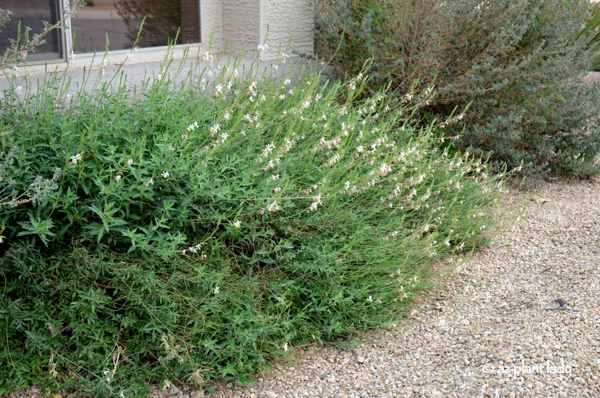 Beyond Zephyr White Morning Glory