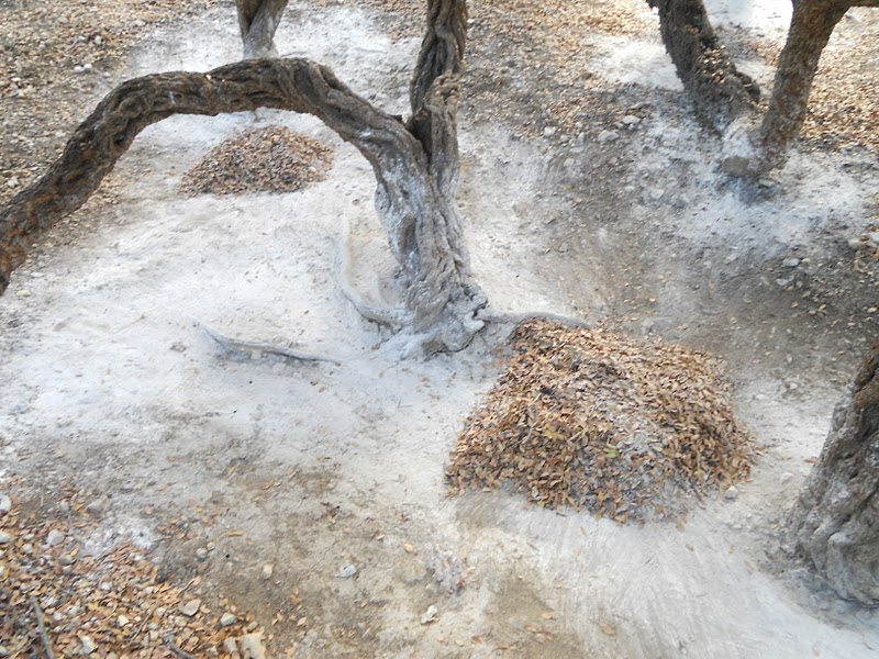 Τα Βίντεο που σας υποσχέθηκα!! για το μάζεμα της Μαστίχας!! ~  katarraktisvillage