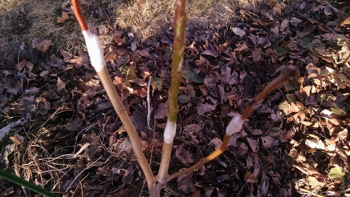 Abundant Design HowTo Graft Your Own Fruit Trees