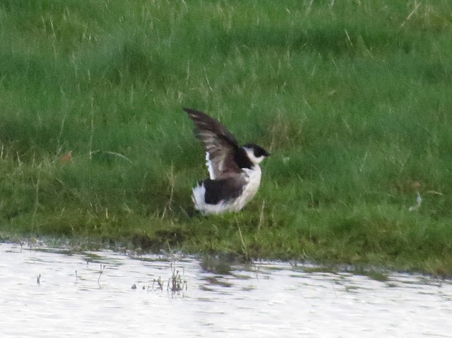 Little Auk - Connah's Quay NR, North Wales