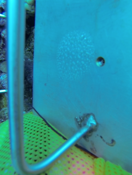 Librarian on Palmyra Atoll Invisible fish caught on film