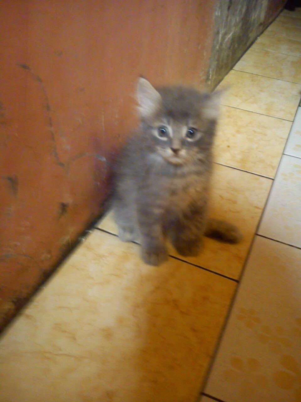 Kitten Persia  mix  Cirebon Pecinta Kucing  Cirebon