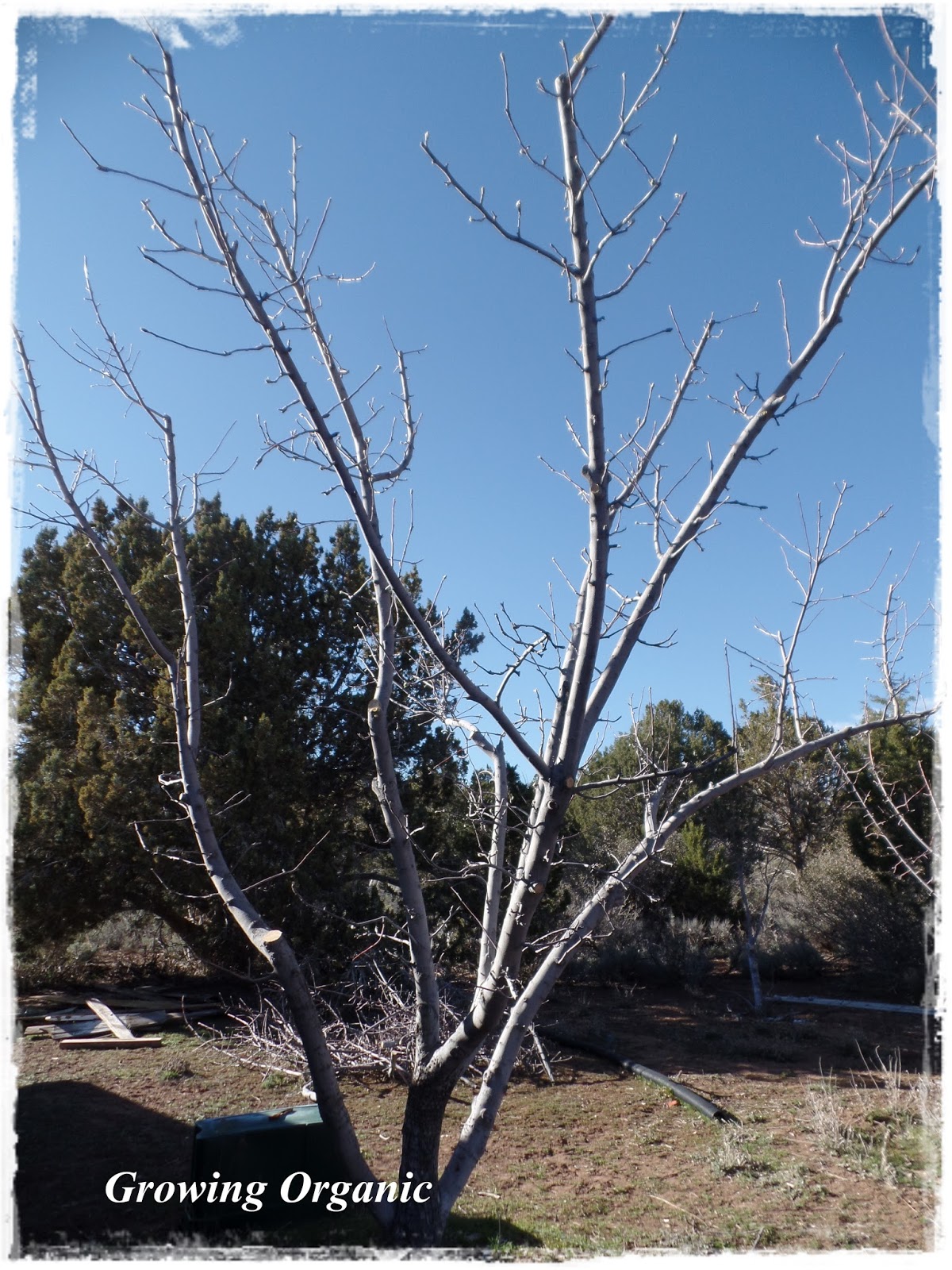 Growing Organic Pruning Apples & Pears Before and After Shots