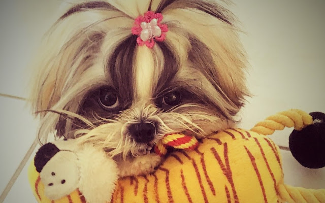 shih tzu comendo fezes