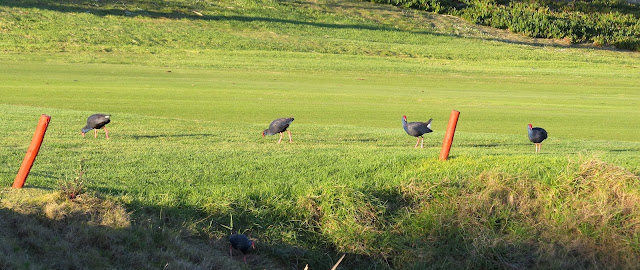 Western Swamphen - Portugal