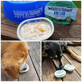 The Lapdogs think Natural Balance LID Wet Cups are Delish! #review #dogfood #ChewyInfluencer #LapdogCreations ©LapdogCreations