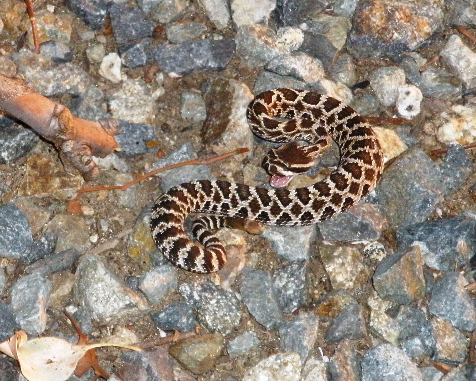 Punk Aspie Art: Baby rattle snake