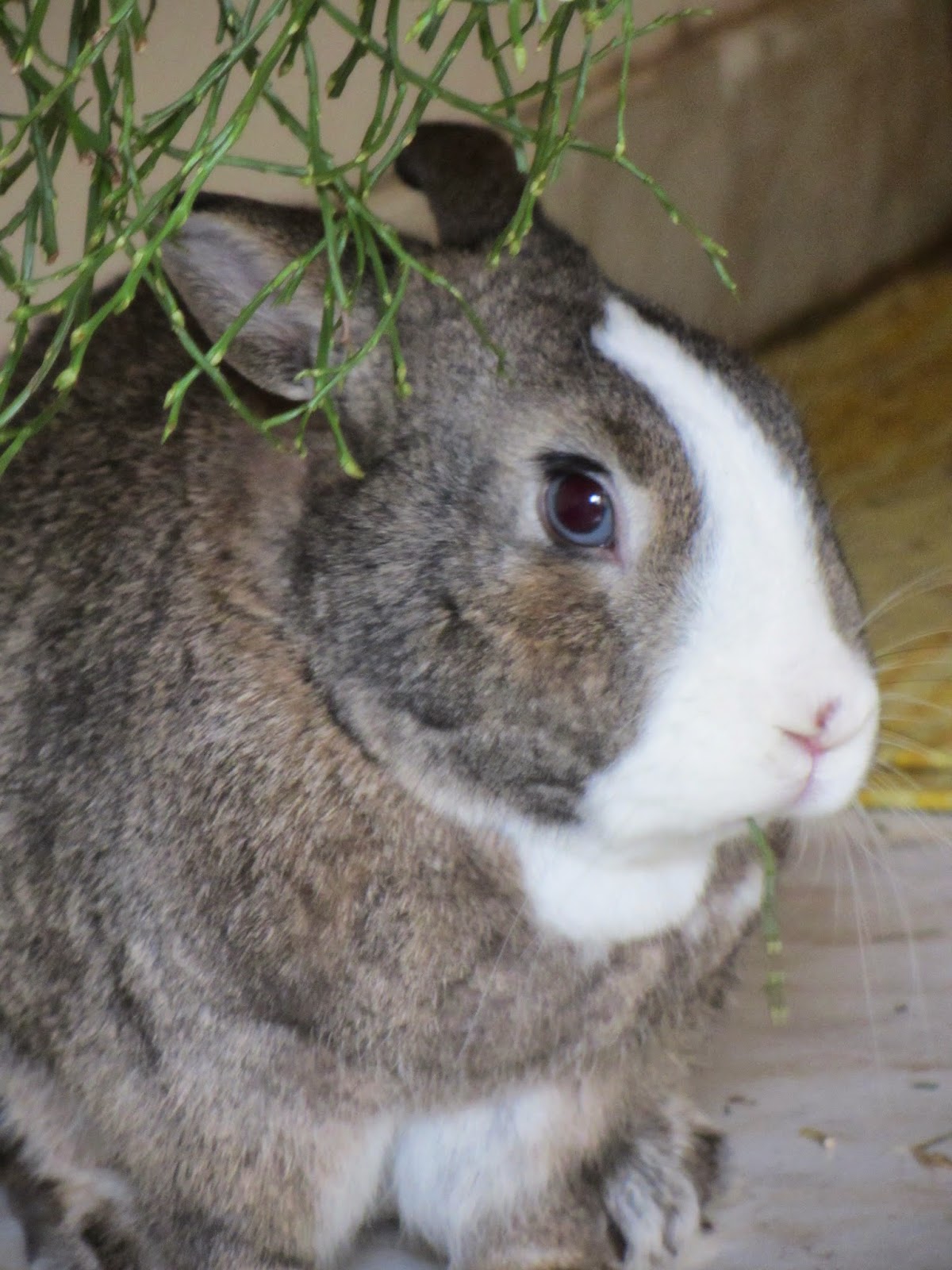 46+ Neuseeländer Kaninchen Charakter
