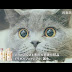 Domohorn Nyankle: Because Cats Need Anti-Wrinkle Cream Too (Video)