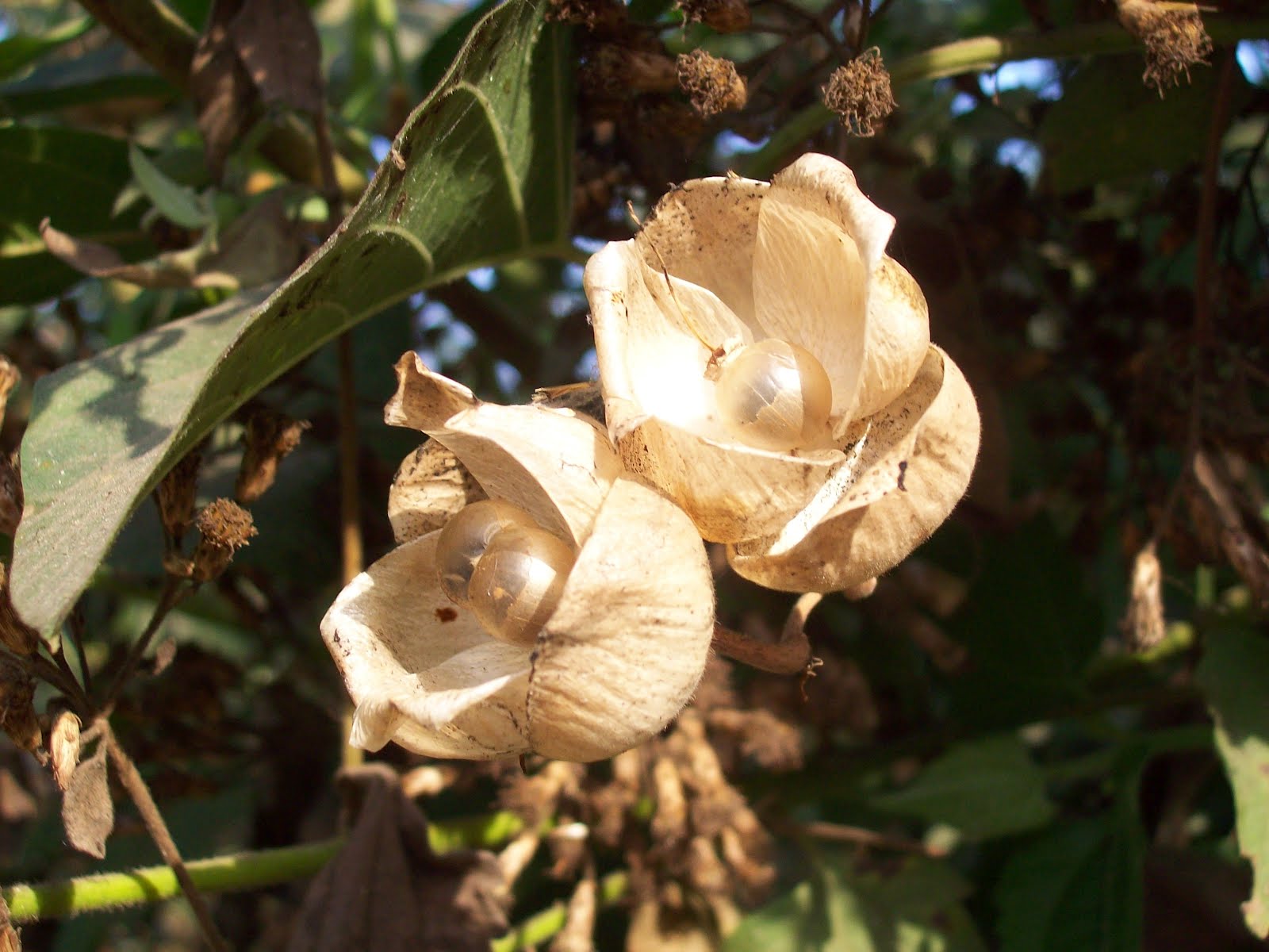Indian flowers and herbs March 2012