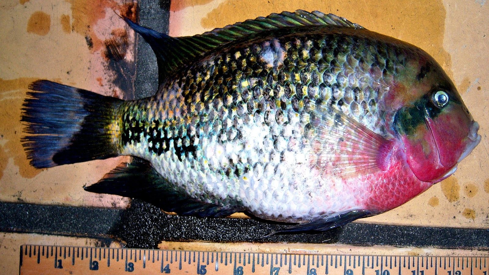 How Do Fish Die Fish Choices