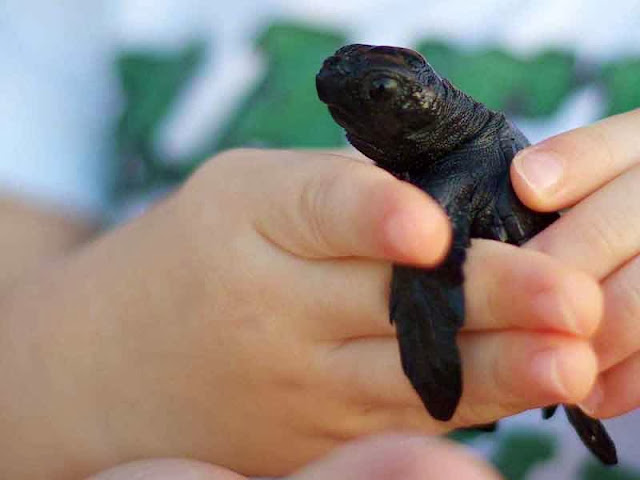 child hands with baby sea turtle