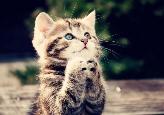 Kenapa Kucing Menjadi Hewan Kesayangan Rasullullah? - Faktasantuy.com