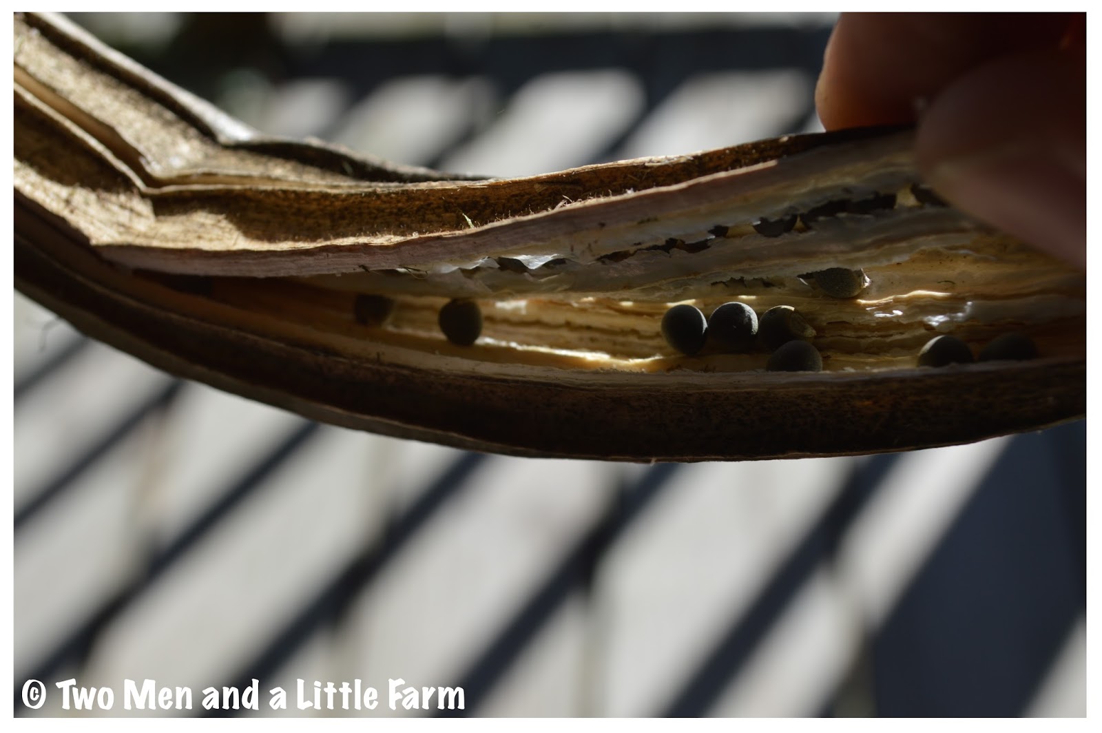 Two Men and a Little Farm HARVESTING OKRA SEEDS