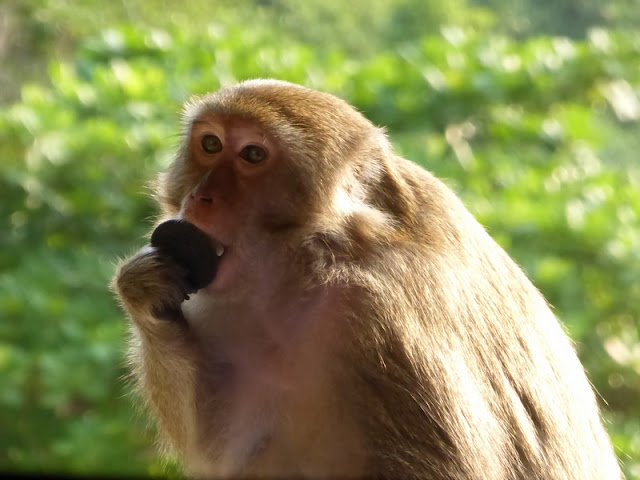 Mono en Monkey Island