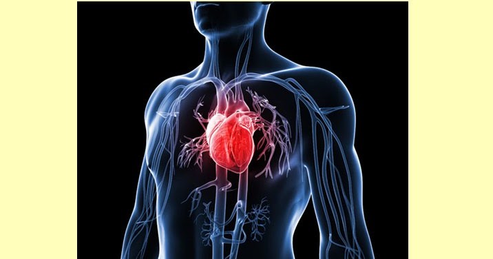 Bagian Jantung Yang Paling Tebal Adalah Berbagai Bagian