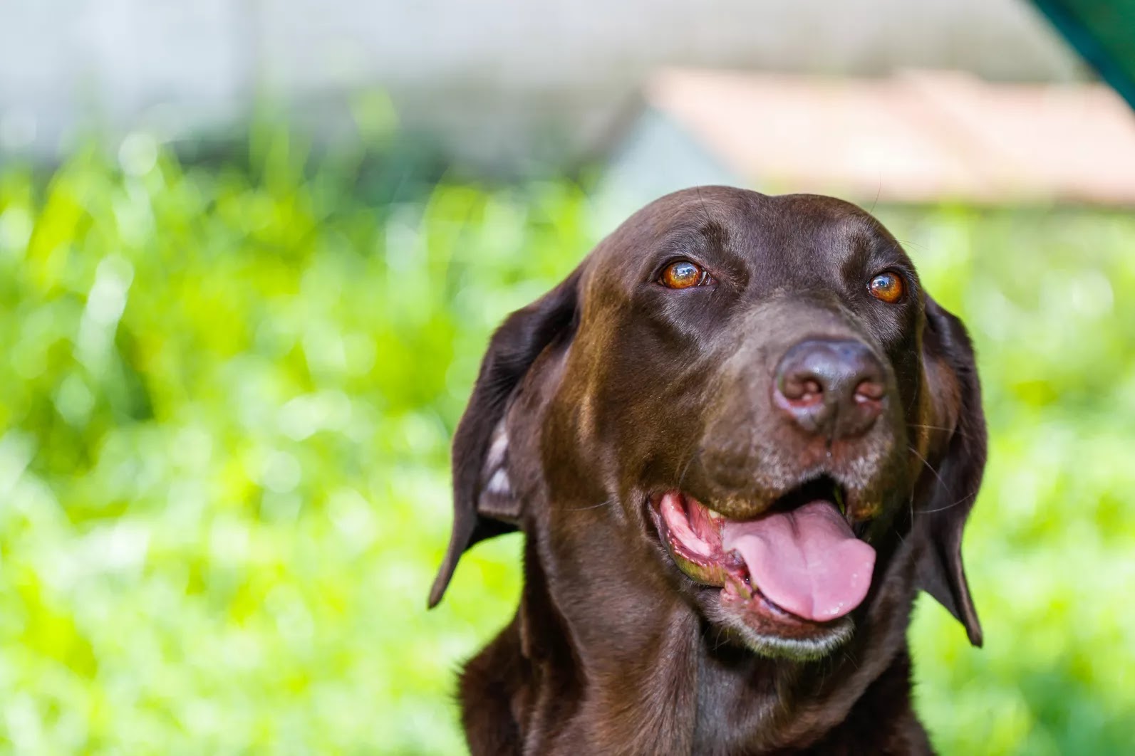 The 10 Best Dog Breeds for First Time Owners