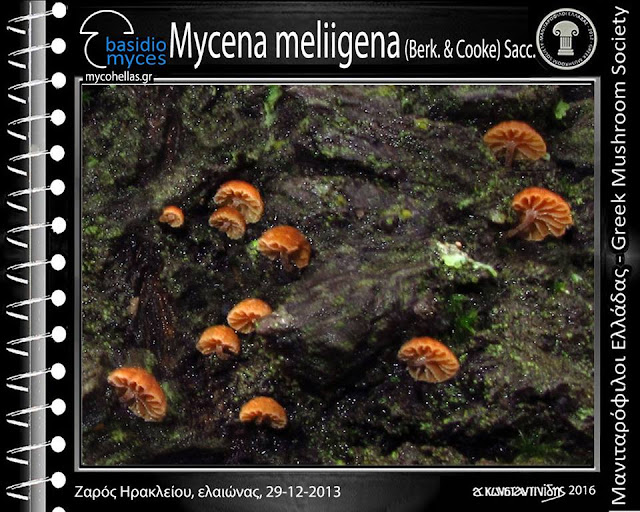 Mycena meliigena (Berk. & Cooke) Sacc.