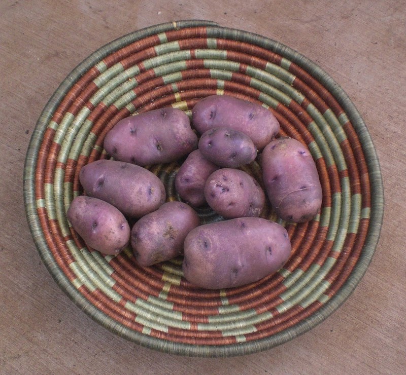 A Kitchen Garden in Kihei Maui Growing Potatoes in Kihei