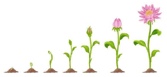 Proses Pertumbuhan Pada Tumbuhan