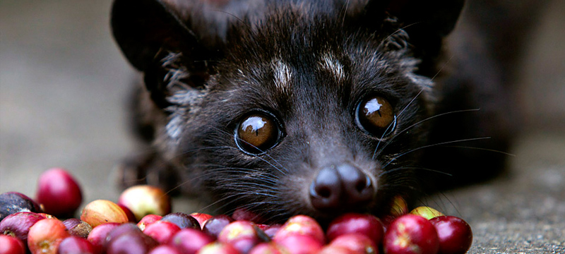 THINGS TO DO IN BALI GUIDE: UBUD COFFEE AND KOPI LUWAK ...