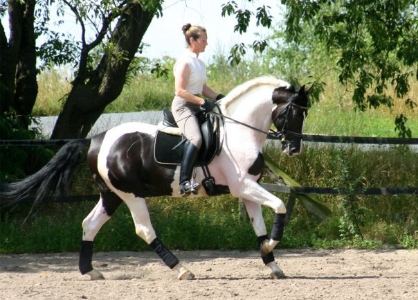 © Midas-Touch Warmblood Stud