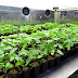 Samsung: Indoor Smart Farming Through Artificial Light