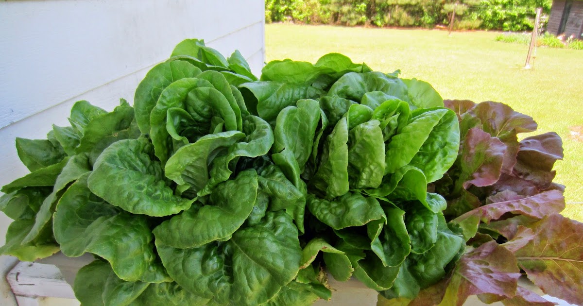 Hibiscus House Lettuce Rail Garden and Critters