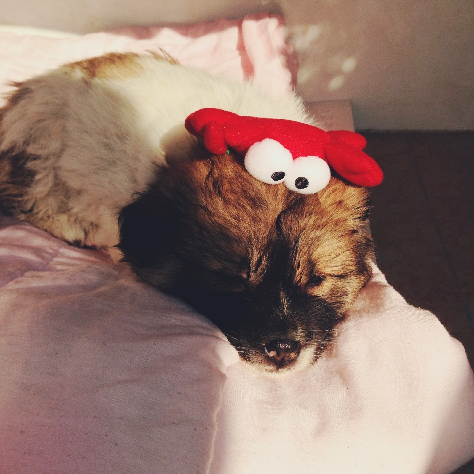sleepytime bear sleepytime bear
