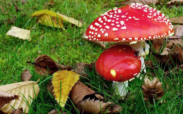 Rood witte paddenstoelen en herfstbladeren op het gras