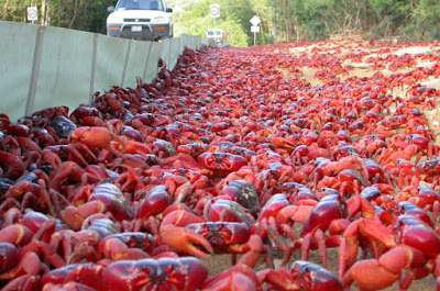 Kepiting Merah yang Bermigrasi Kelaut Saat Musim Bertelur