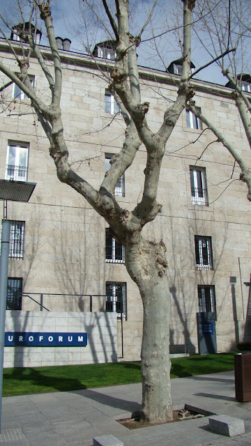 Plátano de sombra (Platanus × hispanica Mill. ex Münchh.).