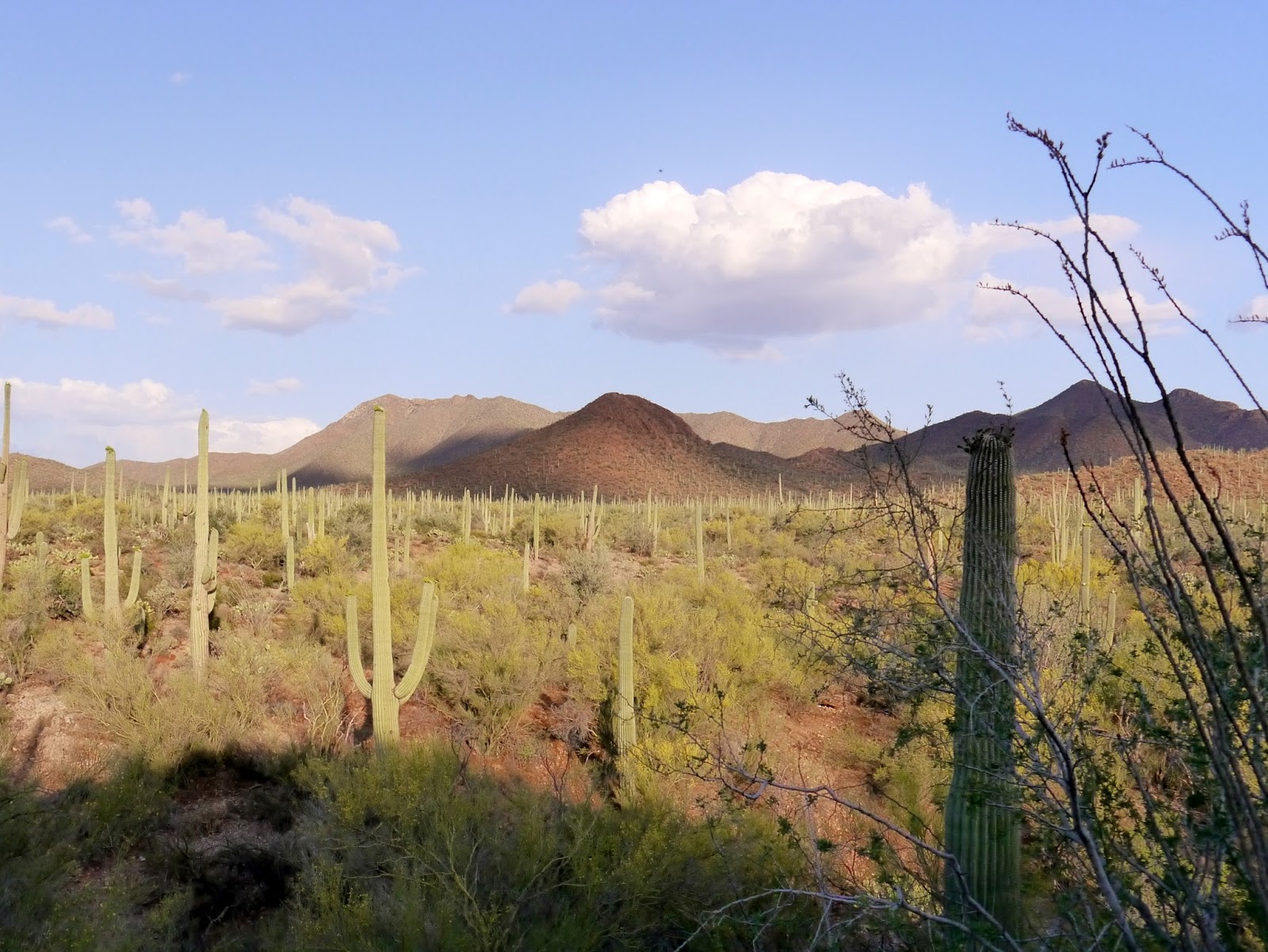 American Travel Journal Signal Hill Trail Saguaro National Park