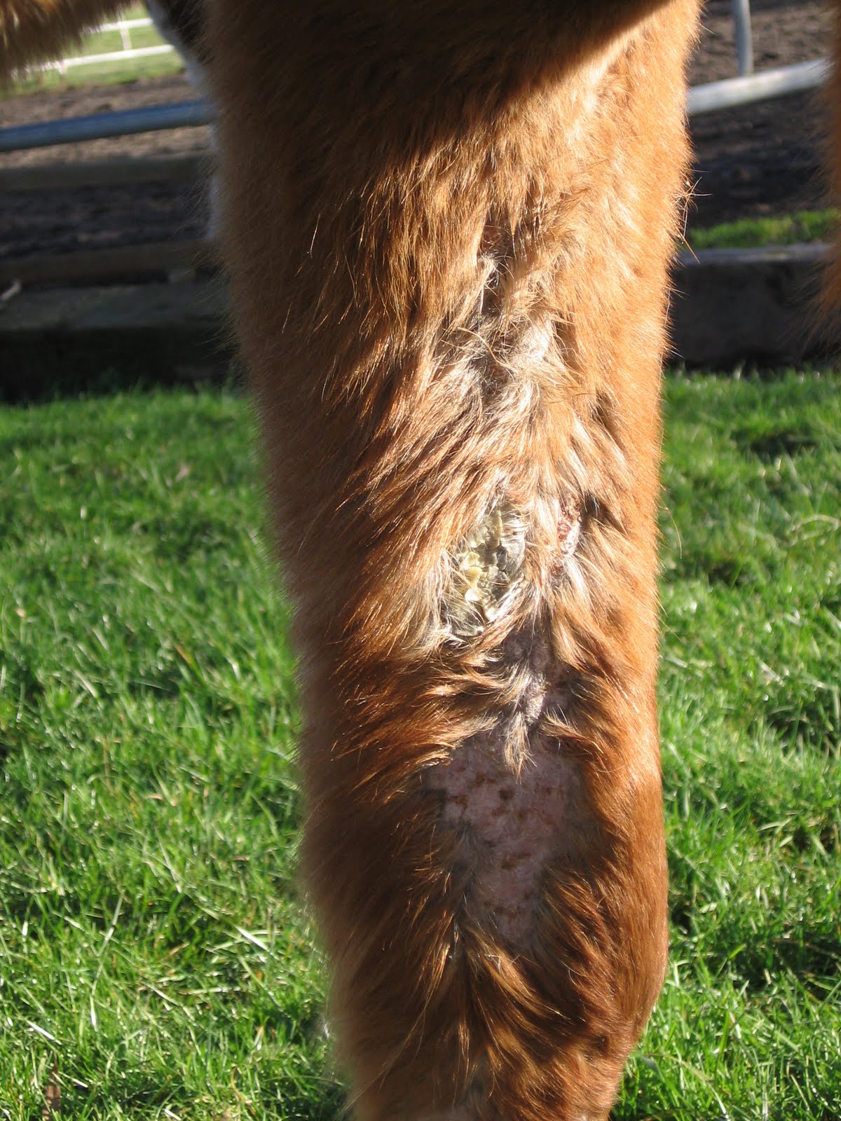 More Horse Matters A Serious Skin Infection