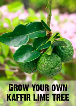 learn how to grow a health kaffir lime tree in your home or outdoors
