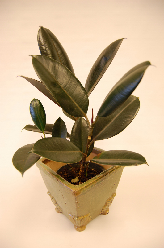 The Indoor Garden High Hopes for Growing a Rubber Tree