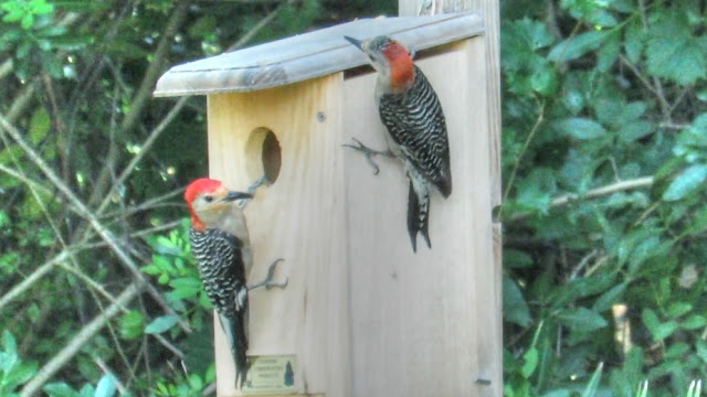 Woodpecker Couple Inspects Nest Box