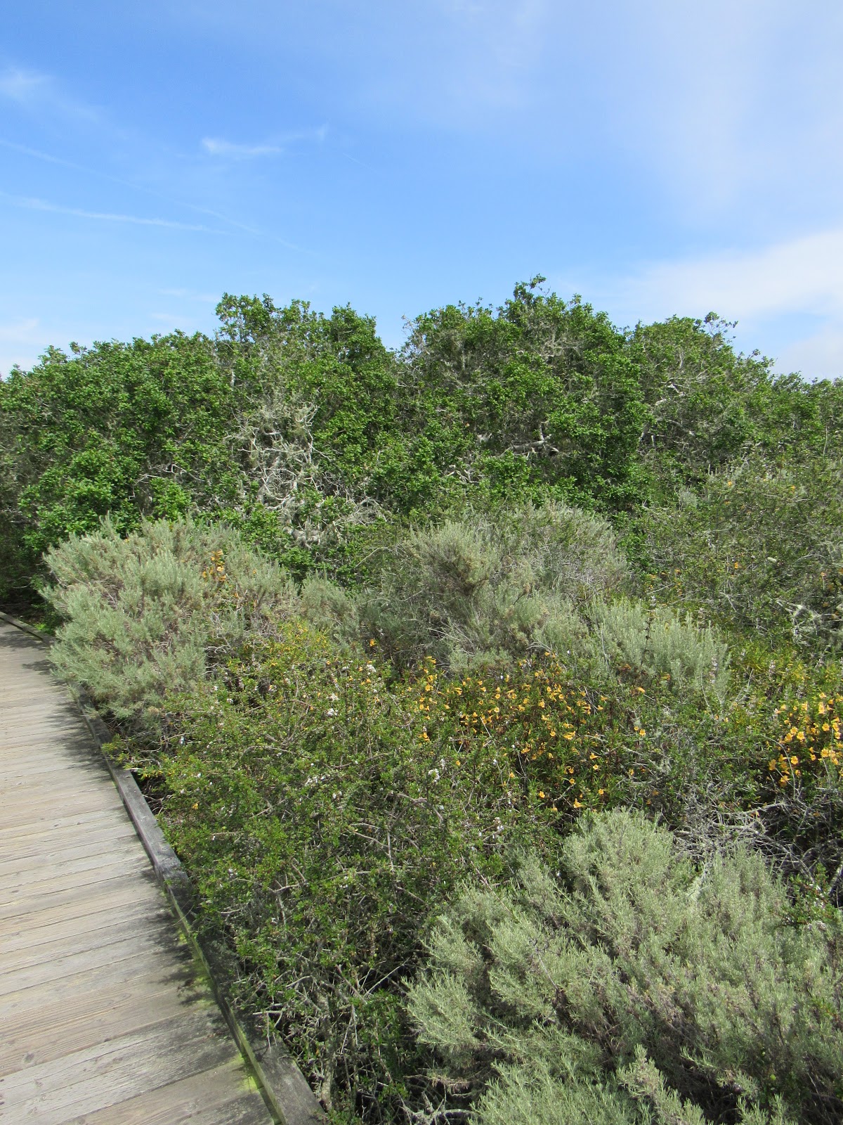 The Elfin Forest A Land of Mythical Woodland Beings? Maybe Not Quite...