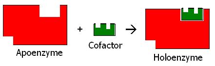 kofaktor enzim