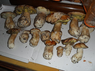 2016 mushrooms