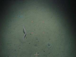JNCC marine survey update: Shell hash and submarine structures...