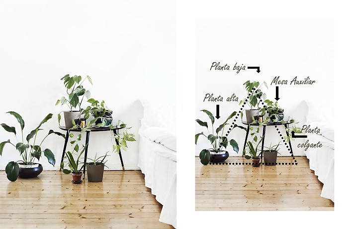 Cómo hacer composiciones con plantas