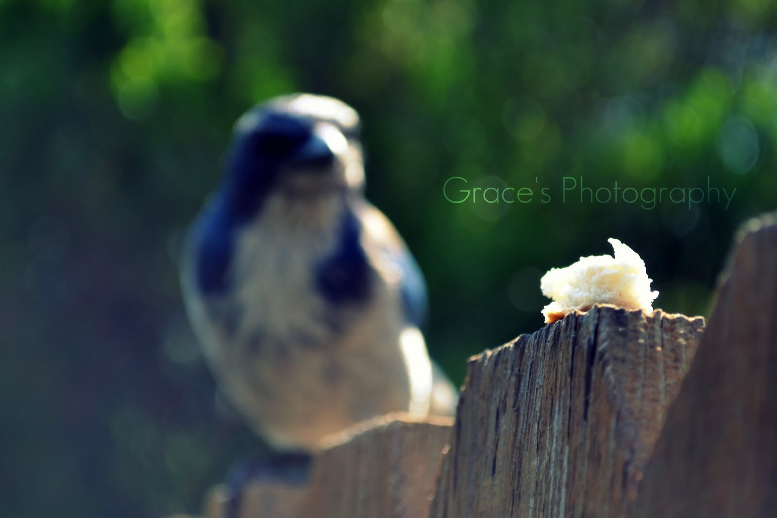 Grace's Garden Walk: Mr. Bluebird on my Shoulder...