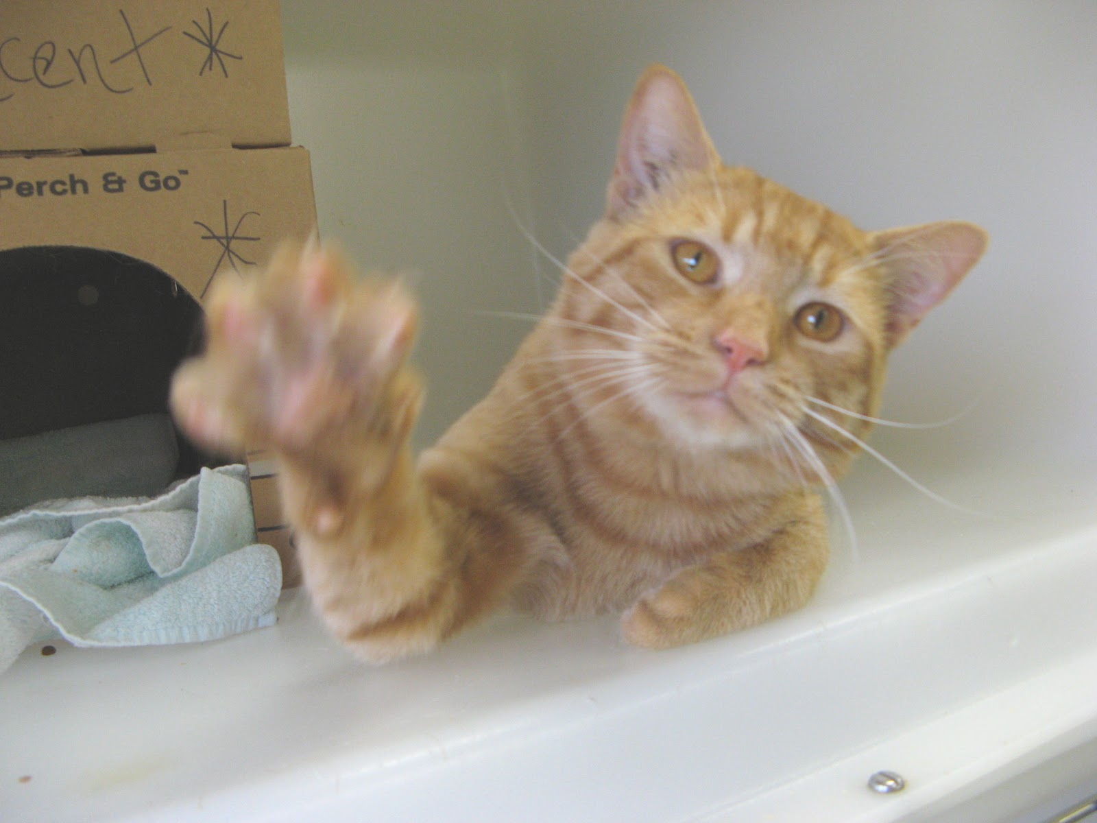 Pictures Of Animals Saying Bye Pictures of Nnature