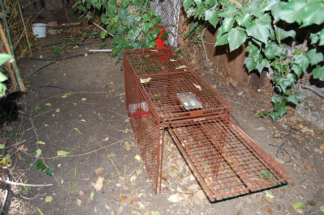 Animal Trapping Los Angeles: Call All City Animal Trapping For All Your