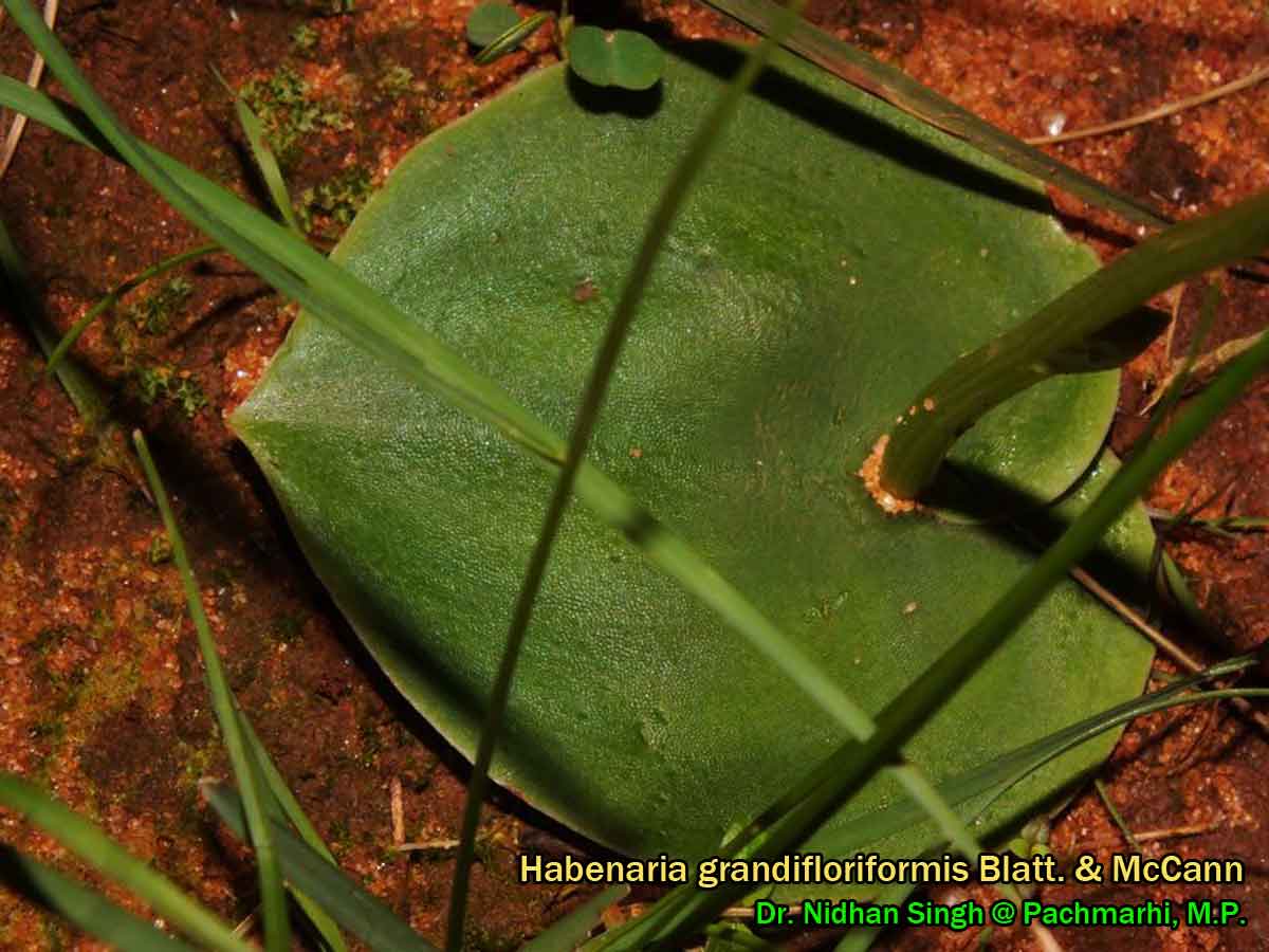 Silverweed Cinquefoil Stock Photos Silverweed Cinquefoil Stock