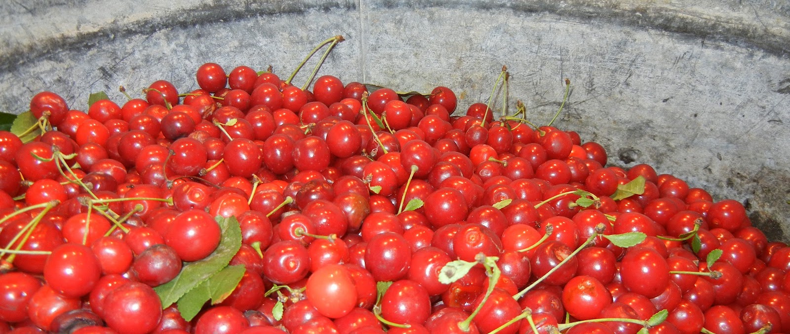 Gardening with Jess Operation Fruit Rescue Edmonton Cherries