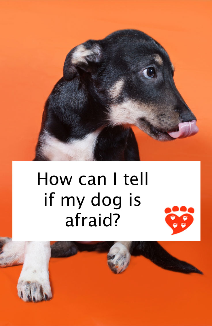 how do i know if my chihuahua is scared